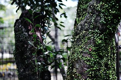 Close-up of ivy growing on tree trunk