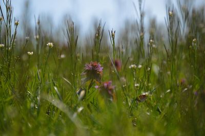 Flowers growing in field