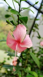 Close-up of pink hibiscus flower