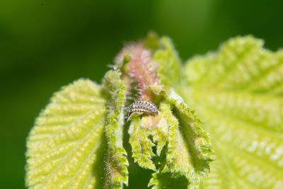 Close-up of green flower buds growing outdoors