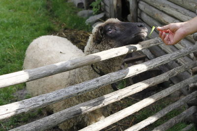 Full length of hand eating fence against plants