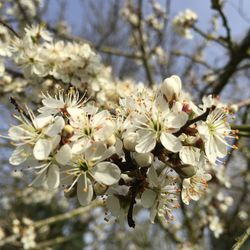 Close-up of white flowers