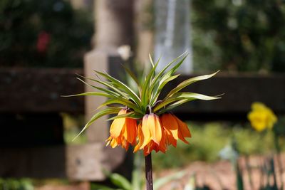 Close-up of yellow flowering plant