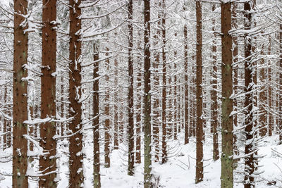 Trees in forest during winter