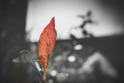 Close-up of red leaf against blurred background