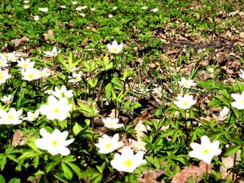 White flowers blooming outdoors