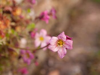 Close-up of pink cherry blossom