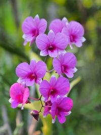 Close-up of pink flowers blooming outdoors