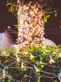 Close-up of illuminated plant at night