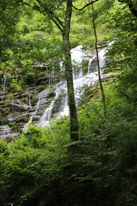 River flowing through forest