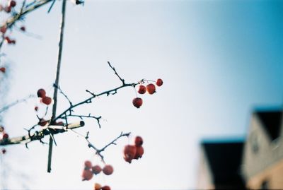 Low angle view of fruits on tree against sky