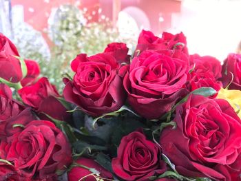 Close-up of red roses