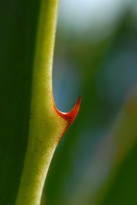 Close-up of yellow flower