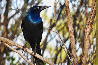 Low angle view of bird perching on branch