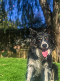 Portrait of dog sticking out tongue on field