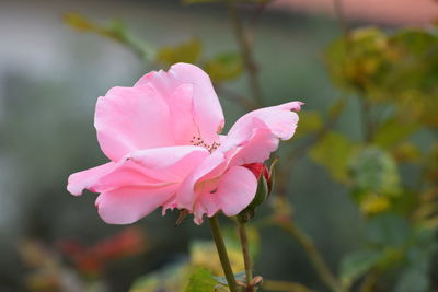 Close-up of pink flower