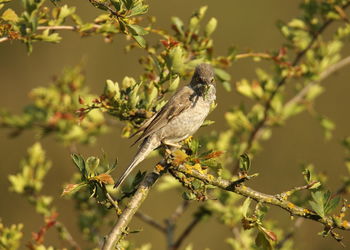 Close-up of bird perching on branch