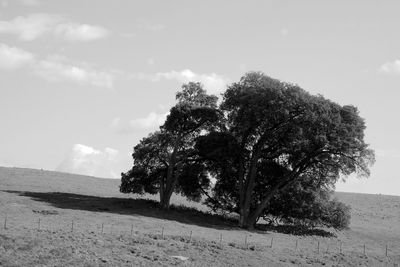 Tree on field by sea against sky