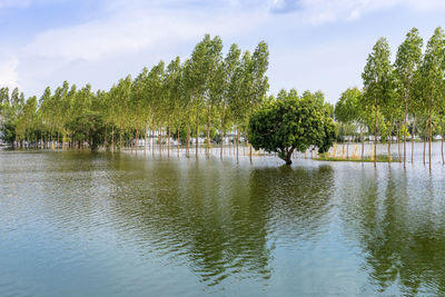 Scenic view of traditional flooded fields like a still lake on floating season in rural thailand. 