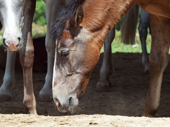 Close-up of horse