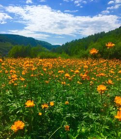 Yellow flowers blooming on field against sky