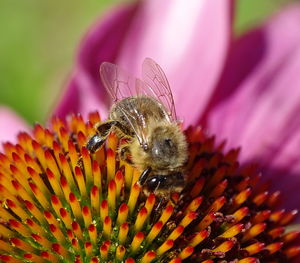 Close-up of bee pollinating on pink flower