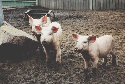 Piglets on dirt field