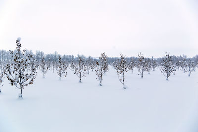 Plants on snow covered field against sky