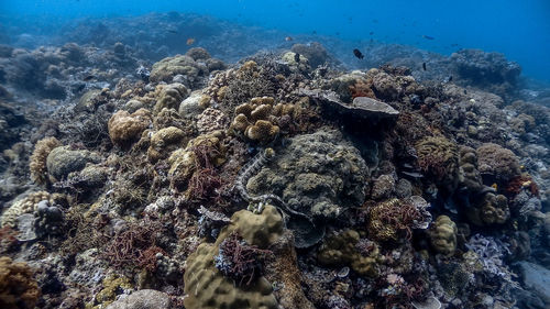 Snowflake moray eel at pagkilatan