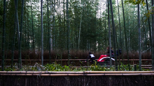 Man cycling on tree trunk in forest