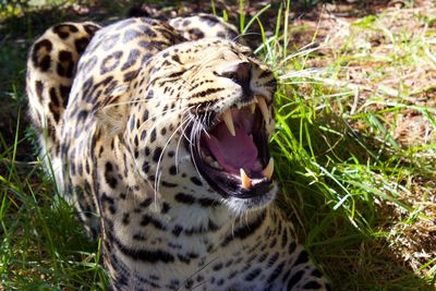 Close-up of a cat