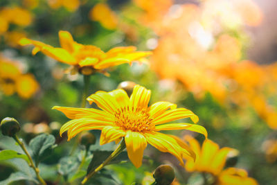 Close-up of yellow flowering plant