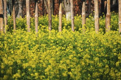 View of yellow flowering plants on field