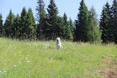 Man standing on field against trees in forest
