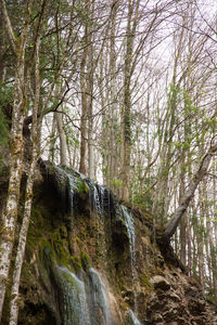 Low angle view of waterfall amidst trees in forest