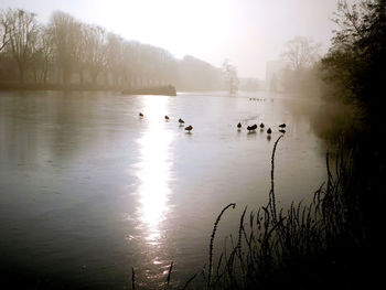 View of ducks in lake