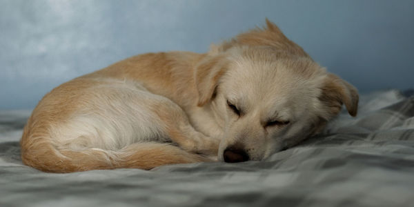 Puppy loving sleep