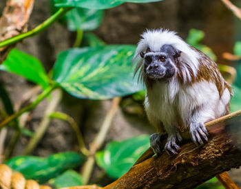 Close-up of a monkey on branch