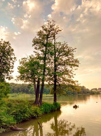 Trees on landscape against sky during sunset