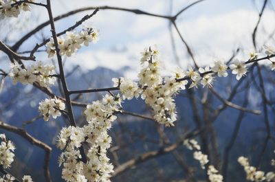 High angle view of cherry blossoms in spring