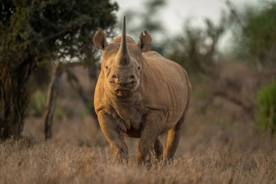 Black rhino