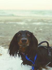 Close-up of dog on beach against sky