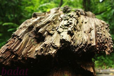 Close-up of tree trunk