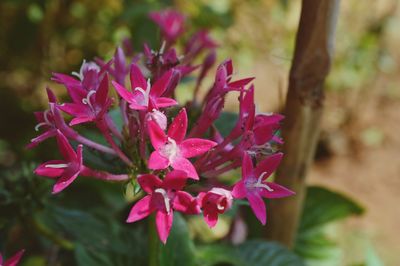 Close-up of flowers blooming outdoors