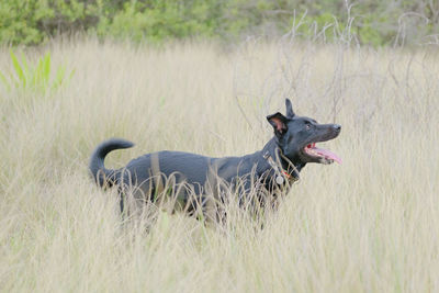 Black dog in a field of high grasss
