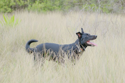 Black dog in a field