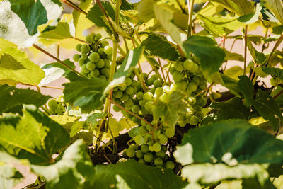 Close-up of berries growing on tree