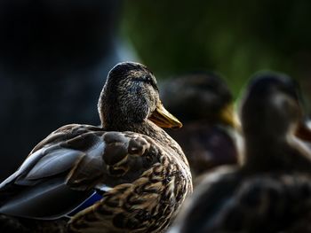 Close-up portrait of a bird