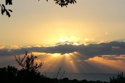 Silhouette trees against sky during sunset