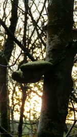 Close-up of lizard on tree trunk in forest